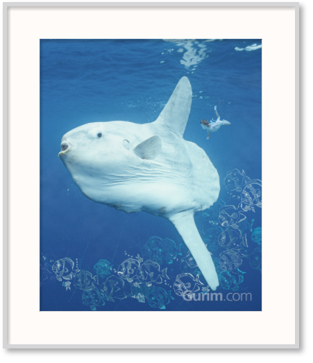 제나 할러웨이 - waterbabies sunfish