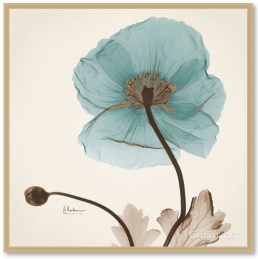 알버트 쿠치어 - Iceland Poppy Believe