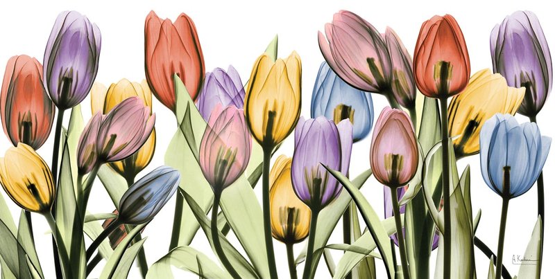 알버트 쿠치어 - Tulipscape