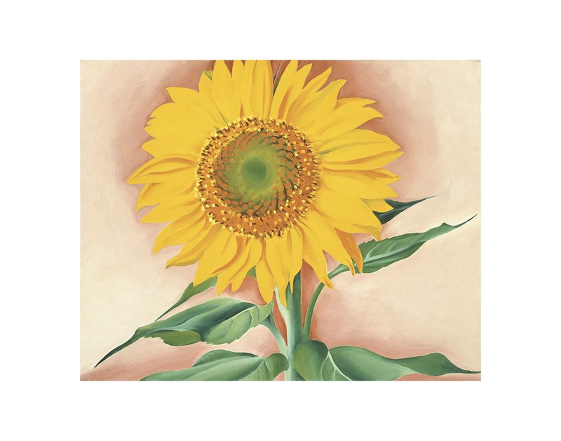 조지아 오키프 - A Sunflower from Maggie, 1937