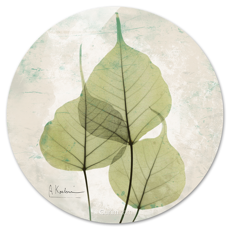 알버트 쿠치어 - Bo Tree Agedstone