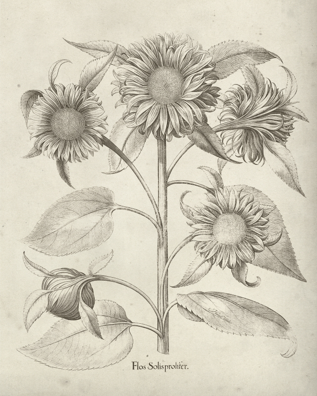 비젼 스튜디오 - Fresco Sunflower II