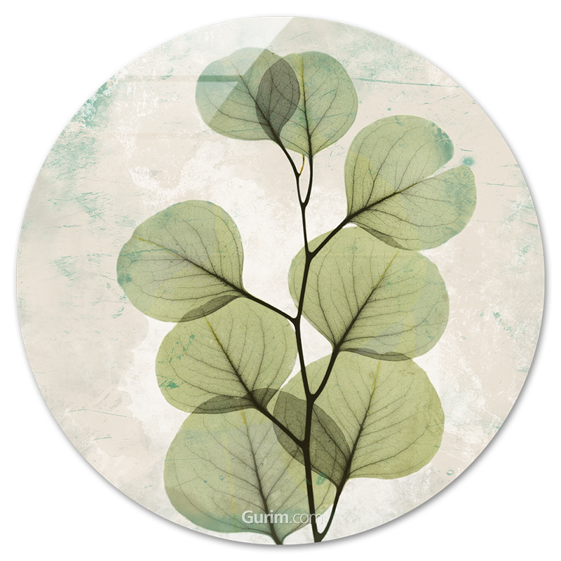 알버트 쿠치어 - Eucalyptus Agedstone