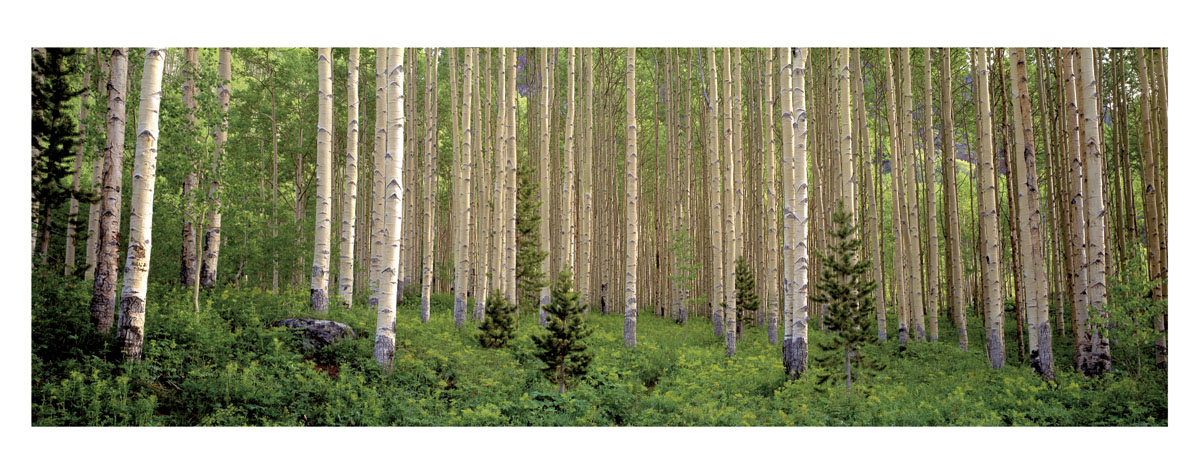 수잔 드링커 - Site 43