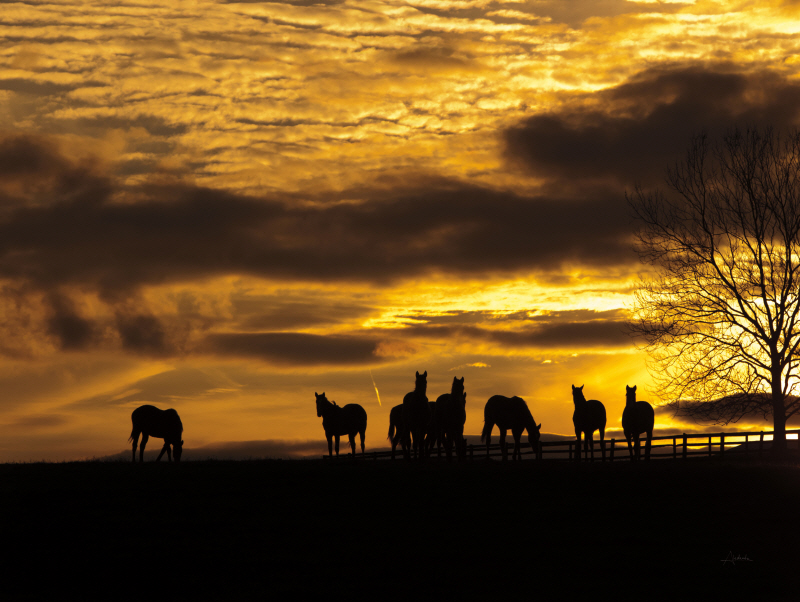 알레산다 - Horses at Sunset