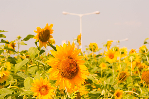 김가영 - 좋은 날