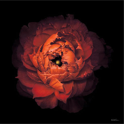 닐 세스 리바인 - Ranunculus 43