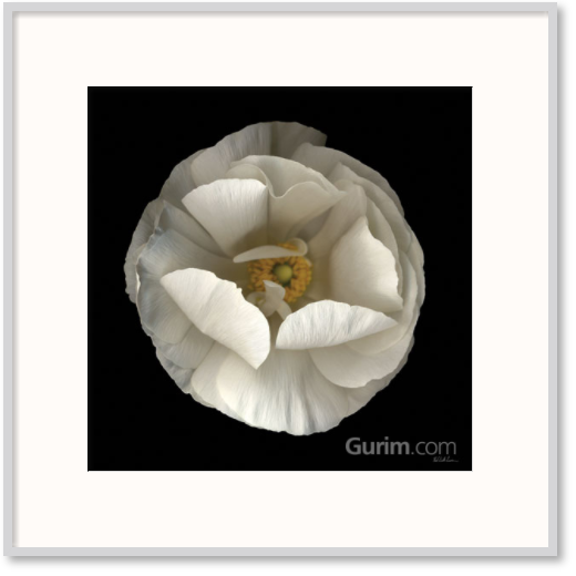 닐 세스 리바인 - Folded Ranunculus