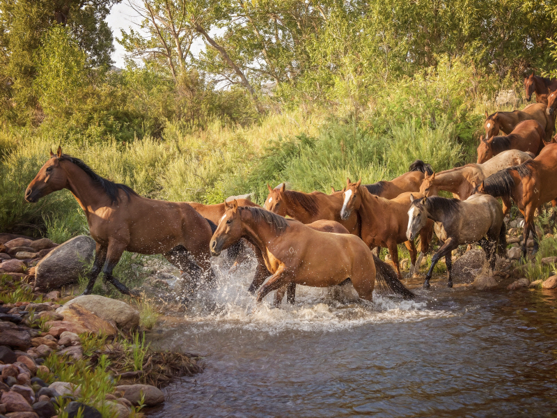 버쳇, P.H - River Horses II