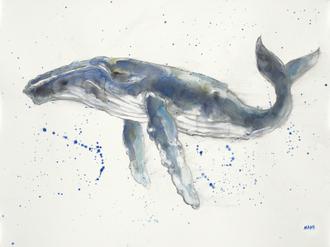 Humpback Whale