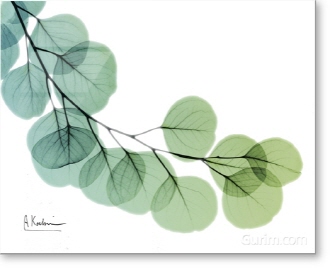 Eucalyptus Green Blue