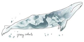 Cetacea Gray Whale