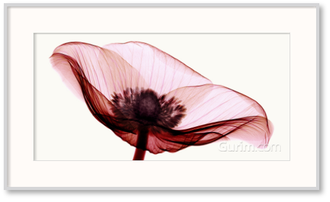 Anemone I